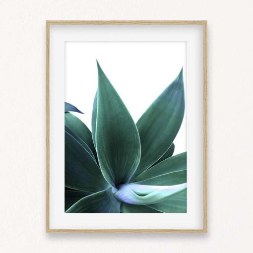 Agave on White Wall Art Print