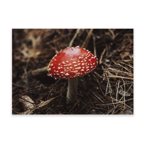 Red Mushroom (Fly Agaric Mushroom) Wall Art Print