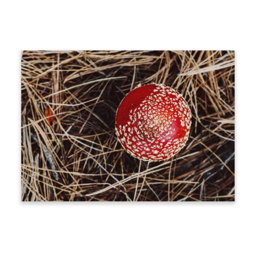 Red Mushroom II (Fly Agaric Mushroom) Wall Art Print