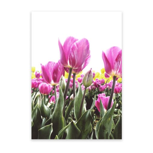 Pink Tulips Wall Art Print