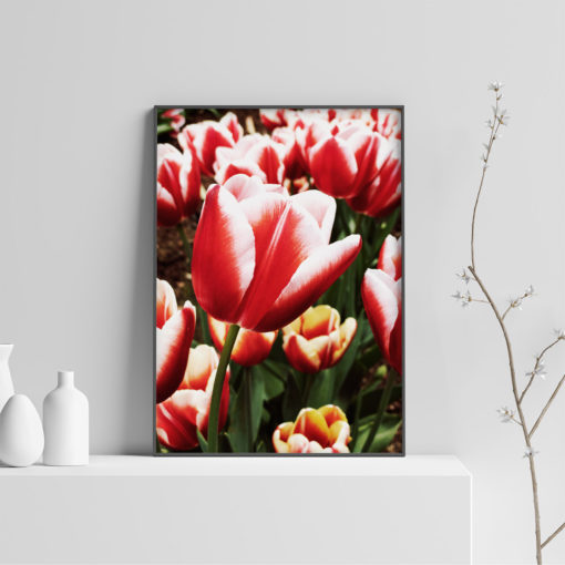 Red Tulip Wall Art Print