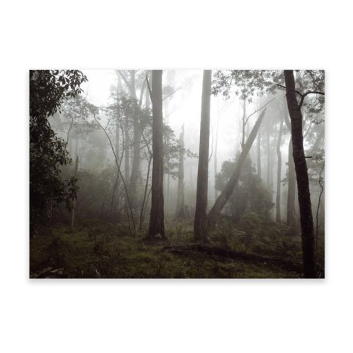 Misty Forest II HZ- Wall Art Print